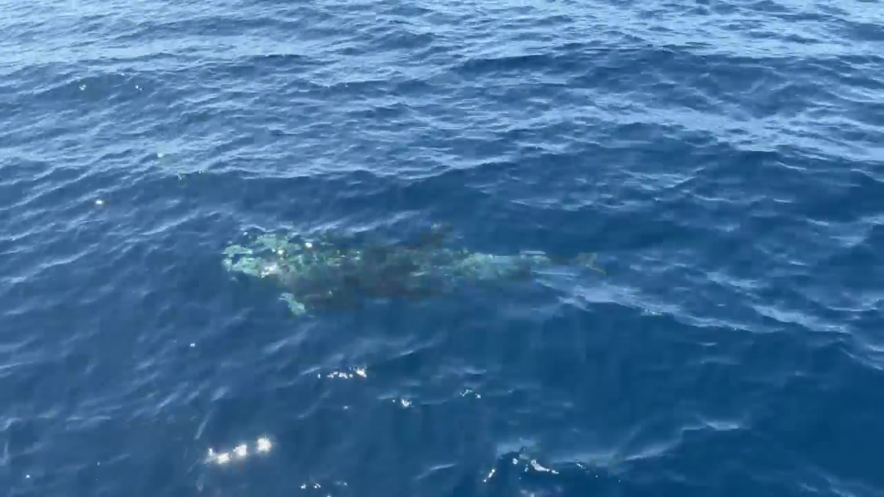 Dolphins swimming alongside the boat, filmed by Jo aboard Betty-O